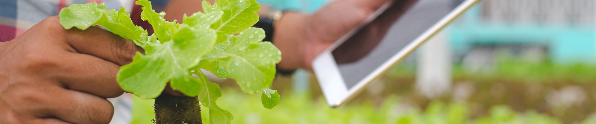 Contact Golden Sun Insights | Fresh Produce Marketing Company